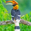 Hornbill Bird Diamond Painting