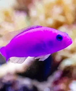 Purple Fish Diamond Painting