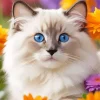 Ragdoll Kitten Diamond Painting
