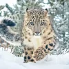 Snow Leopard Diamond Painting