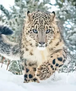 Snow Leopard Diamond Painting