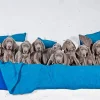 Weimaraner Puppies Diamond Painting