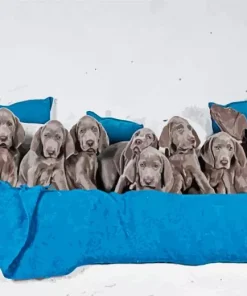 Weimaraner Puppies Diamond Painting