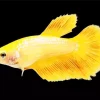 Yellow Betta Fish Diamond Painting