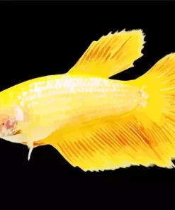 Yellow Betta Fish Diamond Painting