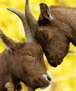 American Pygmy Diamond Painting