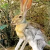 Black Tailed Jackrabbit Diamond Painting