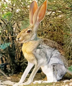 Black Tailed Jackrabbit Diamond Painting