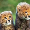 Cheetah Cubs Diamond Painting
