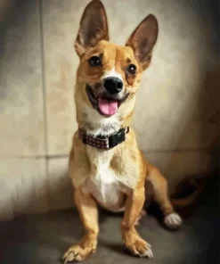 Chiweenie Dog Diamond Painting