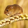 Eurasian Harvest Mouse Diamond Painting