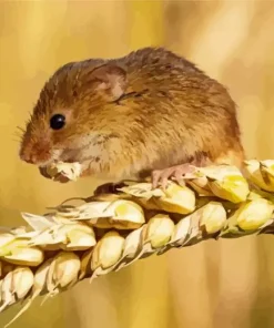 Eurasian Harvest Mouse Diamond Painting