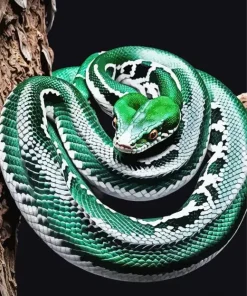 Green White Snake On Branch Diamond Painting