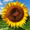 Helianthus Giganteus Diamond Painting