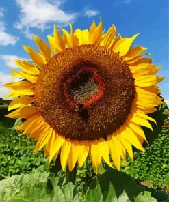 Helianthus Giganteus Diamond Painting