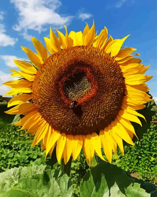 Helianthus giganteus Diamond With Numbers Helianthus Giganteus Diamond Painting