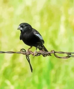 Lark Bunting Bird Diamond Painting