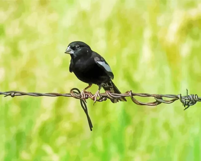 Lark Bunting bird Diamond With Numbers Lark Bunting Bird Diamond Painting
