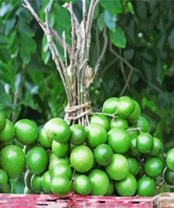 Spanish Lime Diamond Painting