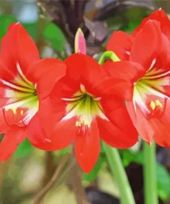 Amaryllis Flowers Diamond Painting