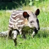 Baby Tapir Diamond Painting