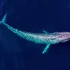 Big Blue Whale Diamond Painting