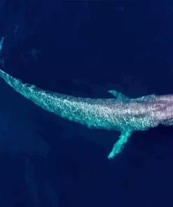 Big Blue Whale Diamond Painting