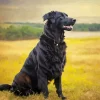 Black Irish Setter Dog Diamond Painting