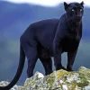 Black Panther Animal Diamond Painting