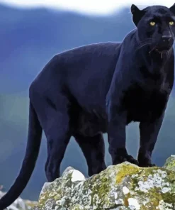 Black Panther Animal Diamond Painting