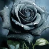 Black Rose Diamond Painting