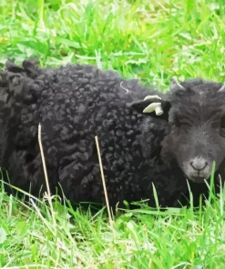 Black Sheep Diamond Painting