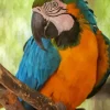 Blue And Gold Macaw Diamond Painting