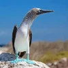 Blue Footed Booby Diamond Painting