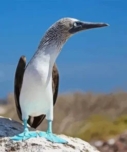 Blue Footed Booby Diamond Painting