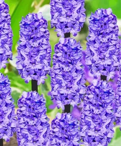 Blue Hyacinth Flowers Diamond Painting