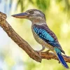 Blue Winged Kookaburra Bird Diamond Painting