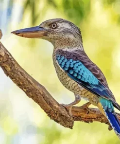 Blue Winged Kookaburra Bird Diamond Painting