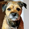 Border Terrier Dog Diamond Painting