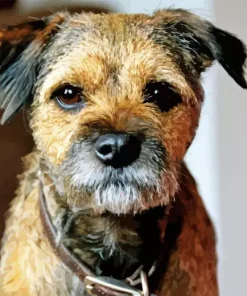 Border Terrier Dog Diamond Painting