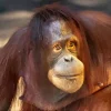 Bornean Orangutan Diamond Painting