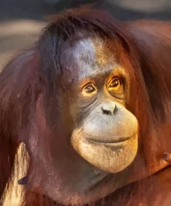 Bornean Orangutan Diamond Painting