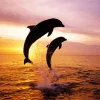 Bottlenose Dolphins Silhouette Diamond Painting