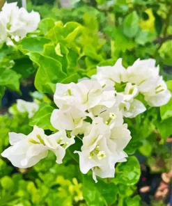Bougainvillea Plant Diamond Painting