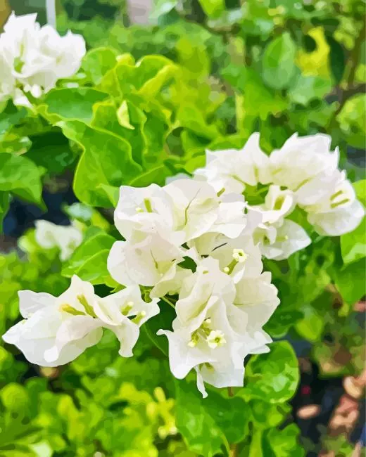 bougainvillea plant Diamond Paintings Bougainvillea Plant Diamond Painting