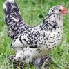 Braekel Chicken Diamond Painting