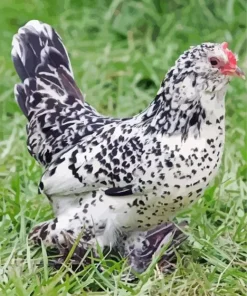 Braekel Chicken Diamond Painting