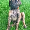 Brindle Dane Puppy Diamond Painting
