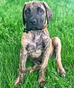 Brindle Dane Puppy Diamond Painting