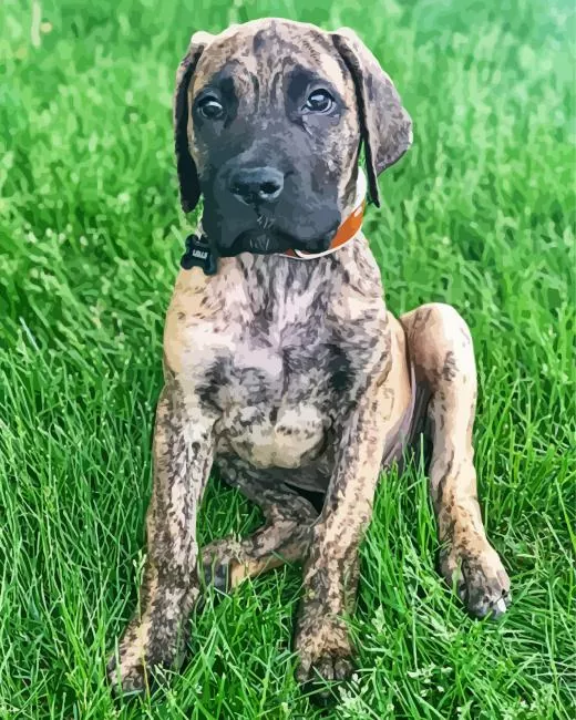 brindle dane puppy Diamond With Numbers Brindle Dane Puppy Diamond Painting